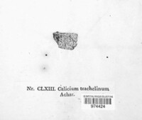 Calicium salicinum image